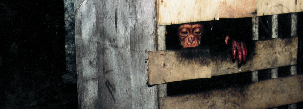 slider-chimp-cage2