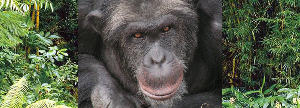 slider-chimp-santino-djungel3
