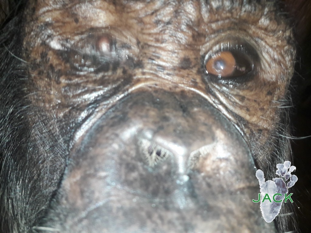 42419129_915934521928594_4282357078745415680_o