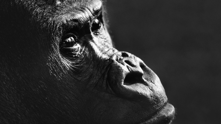 Gorilla close-up in zoo. (Photo by: Arterra/Universal Images Group via Getty Images)